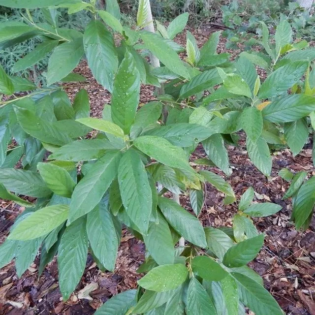 thumbnail for publication: Frangula caroliniana: Carolina Buckthorn